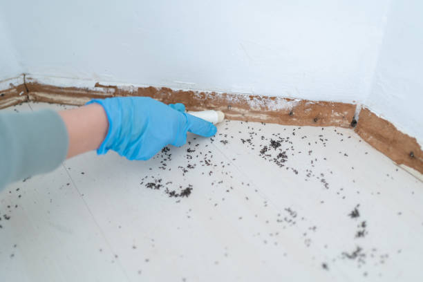 Insect Control in Taylorsville, UT